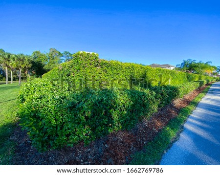 Green Ivy wall of a Florida community