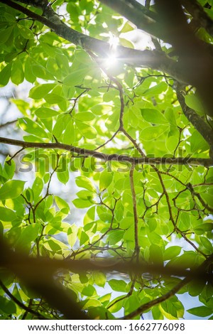 Background of branches and bright green leaves with sun shining through.
