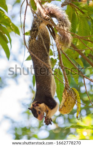 The grizzled giant squirrel is a large tree squirrel in the genus Ratufa found in the highlands of the Central and Uva provinces of Sri Lanka,