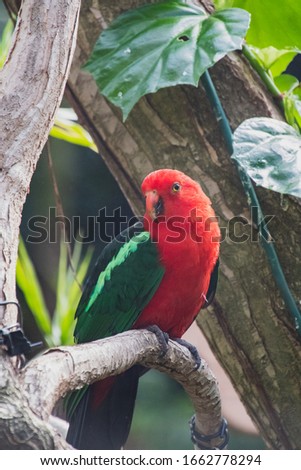 A picture of Australian King Parrot in a conservatory.   Vancouver BC Canada
