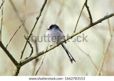 A Long-Tailed Tit (Aegithalos caudatus) perched on a tree branch.
