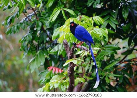 Taiwan Blue Magpie (Urocissa caerulea) is an emblematic endemic bird species of Taiwan. Social, intelligent, loud, and gregarious, the colorful bird has been voted the National Bird of Taiwan.