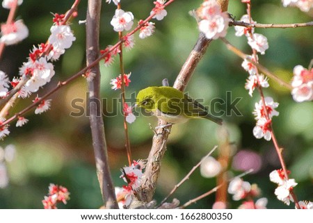 Plum blossoms and "white-eye". "white-eye" is the kind name of this bird.