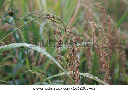 Rice to be harvested in the farmland of Guizhou