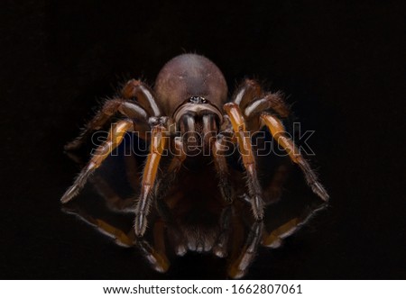 Close up trapdoor spider on black background.