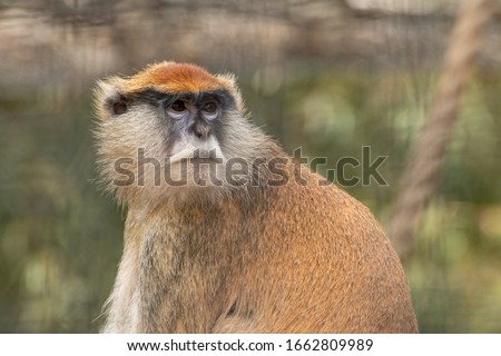 A guenon monkey looking over its shoulder Royalty-Free Stock Photo #1662809989