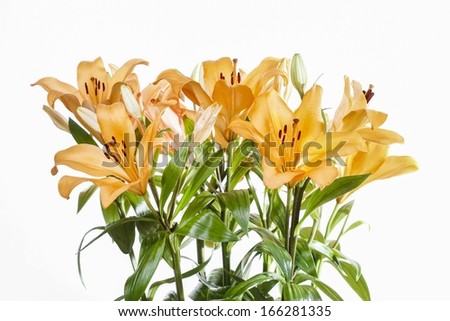 Orange lily flowers on white background