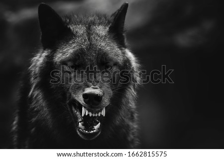 A greyscale closeup shot of an angry wolf with a blurred background Royalty-Free Stock Photo #1662815575