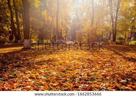 Beautiful autumn park with the yellow trees in sunny weather