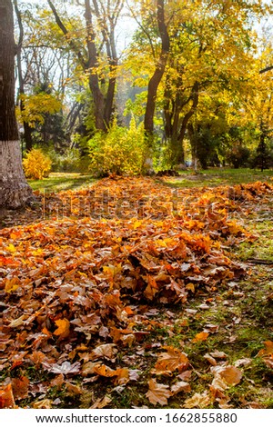 beautiful maple trees in autumn - ground and tree trunks