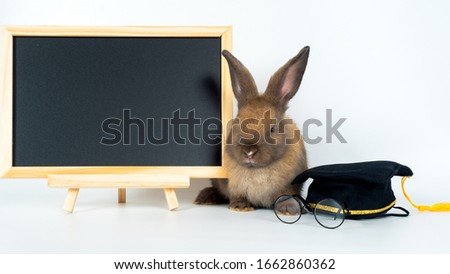 Cute little brown rabbit sitting in between blackboard and glasses and graduation cap, isolated on white background. Easter  and education concept