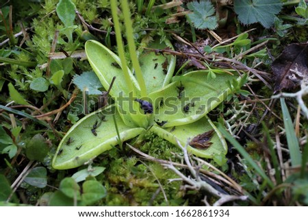Pinguicula balcanica, Butterwort. Wild plant shot in spring. Royalty-Free Stock Photo #1662861934