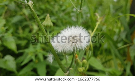 White color fluffy flower. Nature picture