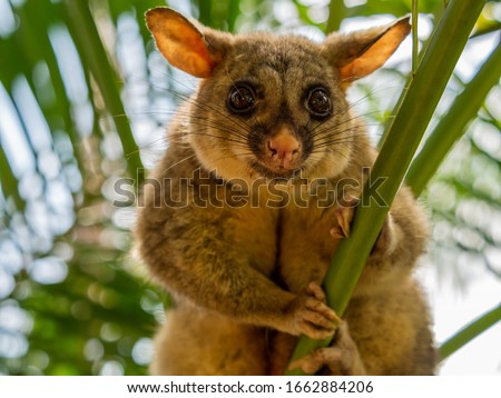 Big Googly Eyed Possum, Australia