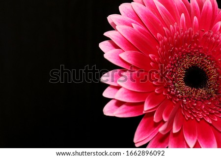 Bright pink gerbera flower close-up on a dark background. Template for greeting card.
