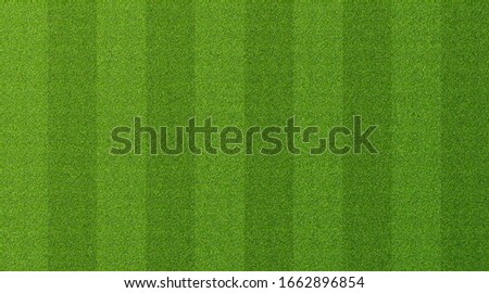 Green grass texture for sport background. Detailed pattern of green soccer field or football field grass lawn texture. Green lawn texture background. Close-up.