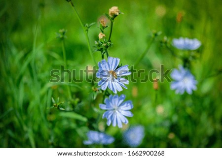 Flowers of common chicory, Cichorium intybus, which is the medicinal plant of the year 2020 in Germany.
