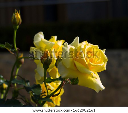 Stunningly  magnificent romantic beautiful  bright canary yellow hybrid tea rose blooming in spring, summer and autumn  adds fragrance and color to the urban  landscape.