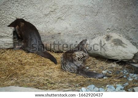An otter is playing around 