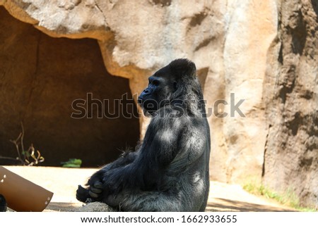 A gorilla is sitting in a zoo in the United States