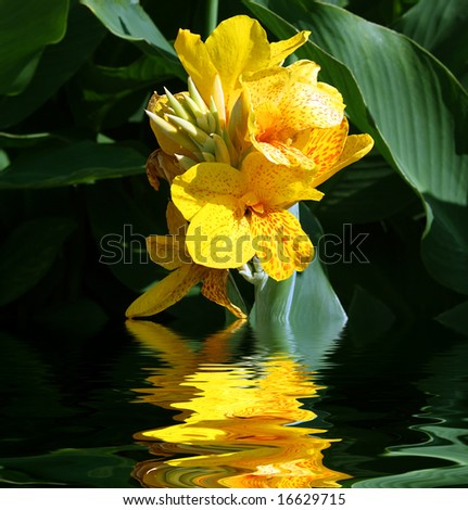 Yellow flowers reflected in water