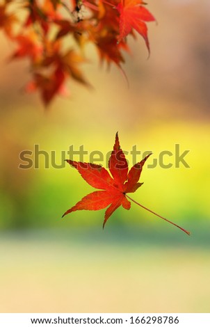 Single japanese maple leaf falling from a tree branch