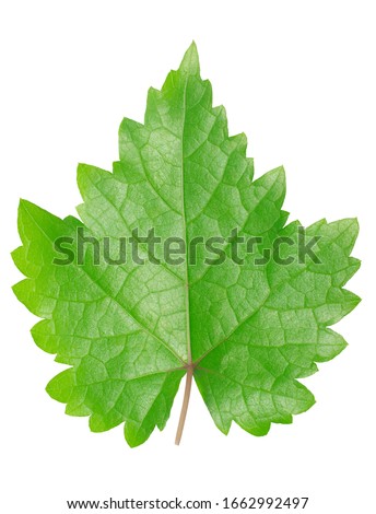Single leaf grape on white background with clipping path 
