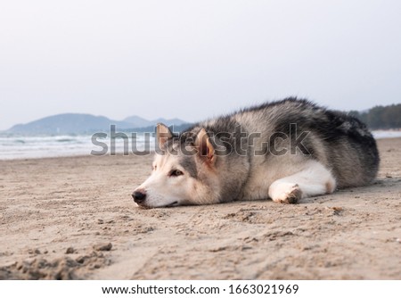siberian husky on the huahin sea beach, lie down on soft sand and seeking the travelor in the monday morning with sweet sun light shining into sea beach area.