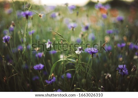 Cornflowers and green grass in sunset light in summer meadow, selective focus. Atmospheric beautiful moment. Wildflowers centaurea close up in warm light, summer in countryside. Environment Royalty-Free Stock Photo #1663026310