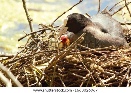A Eurasian Coot (Fulica atra) chick sitting on its nest with one of its parents.