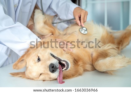 Veterinary concept. Veterinarian examining dog's heartbeat. Dog owners take pets, check the body with a veterinarian. The dog made a funny gesture when being examined by a stethoscope. Royalty-Free Stock Photo #1663036966