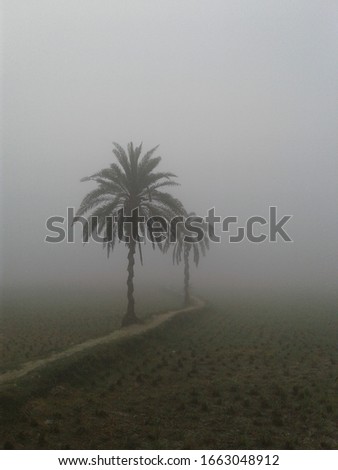 Picture of village in fog,winter morning, Bangladeshi local village 
