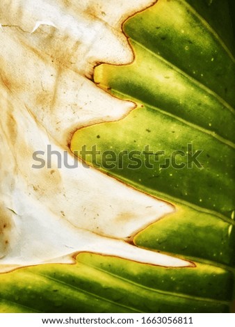 Half dry leaves pattern texture background.
