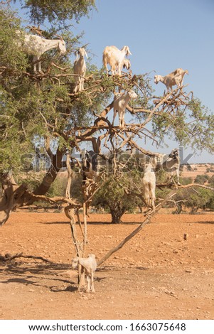 Goats sitting on an argan tree. Morocco.