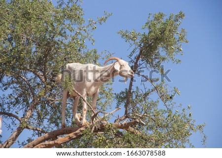 A goat sitting on an argan tree. Morocco.