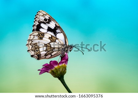 Spring macro image of a butterfly on a cool colored background. A close up of a butterfly sitting on a wild poppy with a blue background