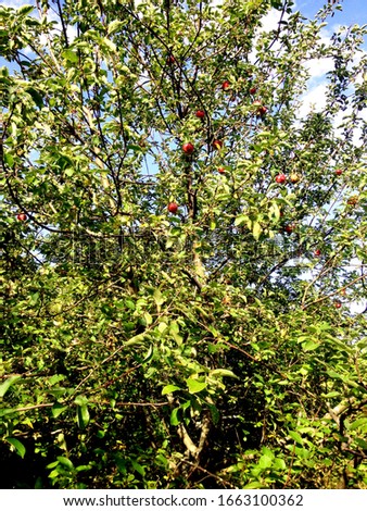 Ripe autumn apples on the tree.
