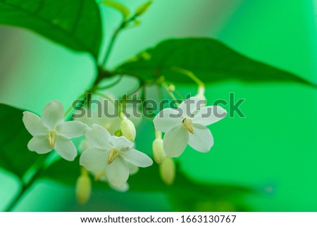 Picture of a white flower with natural green leaves