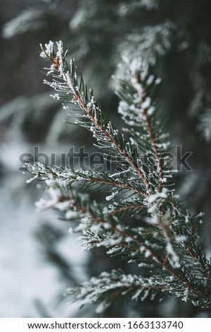Awesome little winter details in tree