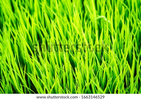 Perfect green fresh grass rice texture