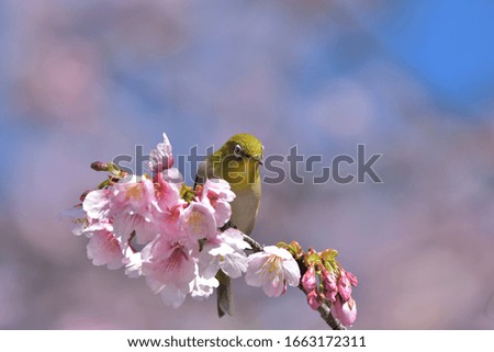 Cherry blossoms in full bloom and cute green bird