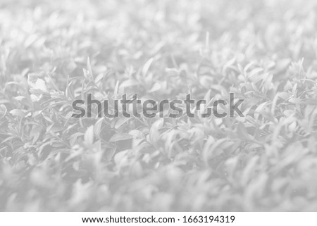 Natural background concept. Leaves of a plant in light gray tones.