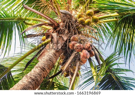 Palm tree with coconuts outdoors. The view from the bottom up