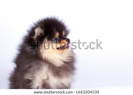 Dog breed pomeranian spitz on a white background