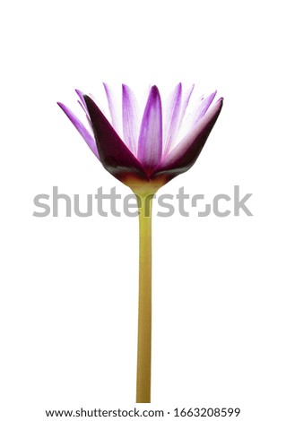 pink violet lotus flower fresh blooming on white background clipping path