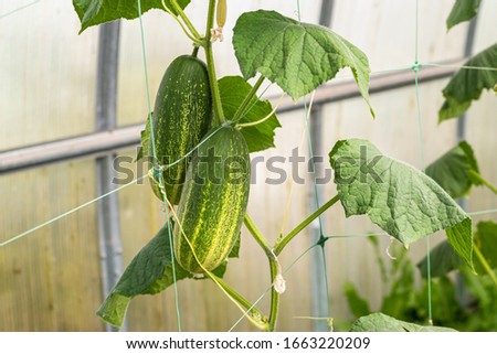 Cucumber branch with green vegetables on a garden grid in greenhouse
