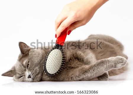 woman combing British cat on white background