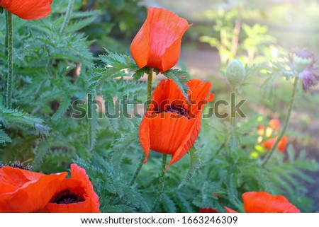 Red poppy flowers, natural background