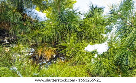 Northeast China winter outdoor pine and cypress