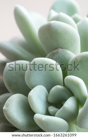 Succulent plant stonecrop, sedum, freshness leaves of sedum clavatum grow in the gravel soil